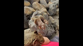 Feeding Squirrels at the Beach