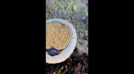 The presence of a strange sea creature, the smallest sea snail.