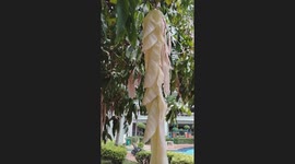 Rare Tree Turns Its Leaves Cream White When Dying