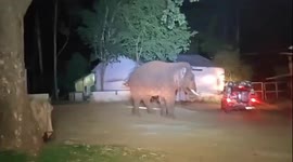 Wild Elephant Turns Aggressive, Charges at Patrol Vehicle in south India