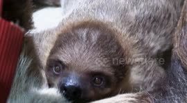 Adorable Alert: Baby Sloth's Precious moments with Mom at Dudley Zoo