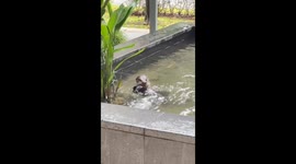 A wild otter is seen eating a freshly caught fish in a Singapore pond.