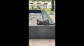 Wild otters in Singapore catching and feeding fishes in the pond.