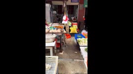Cat stealthily steals dried fish from market display in Hubei, China