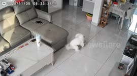 Dog drops toy into aquarium while playing in Heilongjiang, China