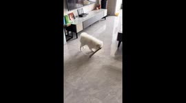 Playful dog tumbles with toy in Sichuan, China