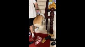 Tired corgi gets a lift upstairs after a long walk in Jiangsu, China