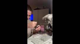 Mischievous cat spills beads while owner sorts them in Volgograd, Russia