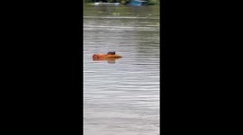 Magic carpet! Villagers rescue kitten floating through floods on rolled-up rug