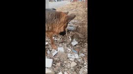 Gentle German Shepherd interacts sweetly with kitten in Hebei, China