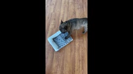 Dog enjoys tiny new bed despite size mix-up in Jurupa Valley, California,USA