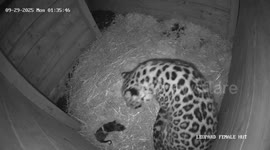 CCTV footage shows moment rare leopard cub was born in zoo