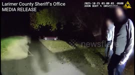 Deputies Free Trapped Bear From Car in Larimer County, CO