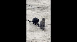 cats meet one another