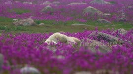 Polar opposite! Bears swap ice for fields of flowers in stunning footage