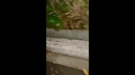 Hero passerby saves cat from python wrapping around it