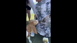 Cheeky goat chews on tourists shirt with tree prints