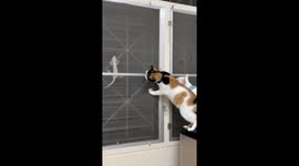 Pet cats try to catch gecko on the other side of window