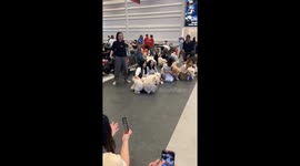Adorable Chow Chows pose with owners at Bangkok pet exhibition