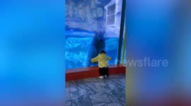 Tiny visitor gets a fright as polar bear 'lunges' at her