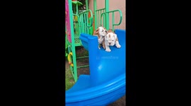 Bulldogs take turns sliding down playground slide in Krosno Odrzańskie, Poland