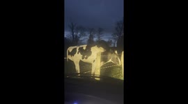 Cow Without a Leg