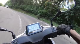 Stray dog attacking road users. Agressive stray dogs are a frequent problem on this island. French island of Martinique, Caribbean, between the towns of Le Robert and Le François, 10 November 2025