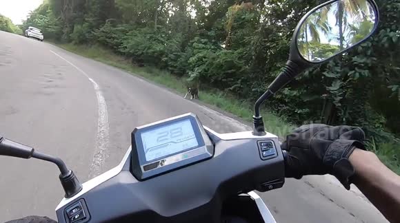 Stray dog attacking road users. Agressive stray dogs are a frequent problem on this island. French island of Martinique, Caribbean, between the towns of Le Robert and Le François, 10 November 2025