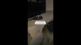 22 Year Old Dog Has Joyful Zoomies