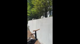 Parrot Suddenly Jumps Away From Bowl