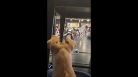 Canine Choreographer