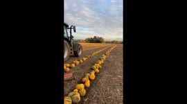 Pumpkin Harvesting