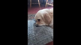 Cuteness Overload: This Little Dog's Love for Cushions Will Melt Your Heart