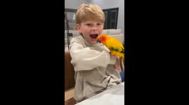 Rainbow Pterodactyl Pulling Out Son's Tooth