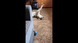 Husky Zoning Out With No Thoughts