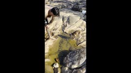 Puppy Saves Fish's Life by Taking It to the River