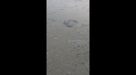 The giant ocean snail is an alien sea creature in the ocean.