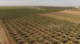 Serbia: Harvesting and Processing of Raw Walnuts