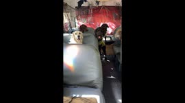 Dog Bus Halloween Party