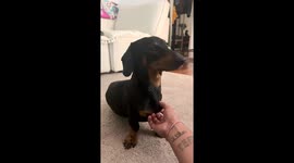 Dachshund Has the Most Gentle Please Continue Button