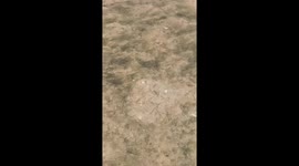 The presence of a strange sea snail in the ocean is a large shell