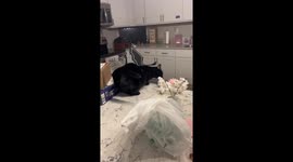 Cat Freaks Out In Bat Wings