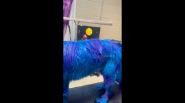 Pet groomer spends 10 hours to transform dog into Sulley from 'Monsters, Inc'