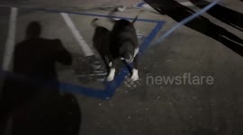 US: San Diego Humane Society Launches Pet Adoption Trial Program