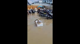 Monitor lizard drowning in flood rescued with foam box