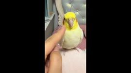 Amusing moment parrot chirps like a machine after gentle tap
