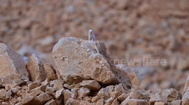 Rare white weasel spotted in eastern Türkiye