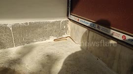 Father finds snake in front yard as he leaves for school run