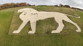 Whipsnade Zoo's white lion gets its chalk skin stomped 1/2