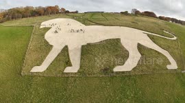 Whipsnade Zoo's white lion gets its chalk skin stomped 2/2